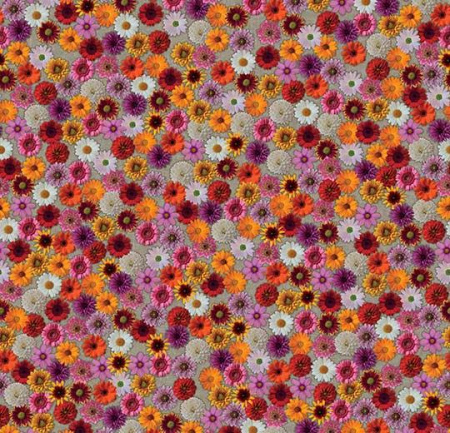 Flotex  vision  image 000538